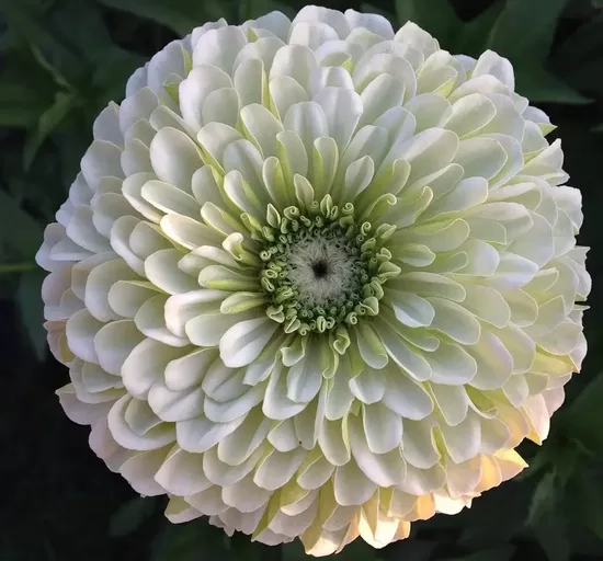 Common zinnia 'Benary’s Giant White' (Zinnia elegans)